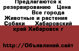 Предлагаются к резервированию › Цена ­ 16 000 - Все города Животные и растения » Собаки   . Хабаровский край,Хабаровск г.